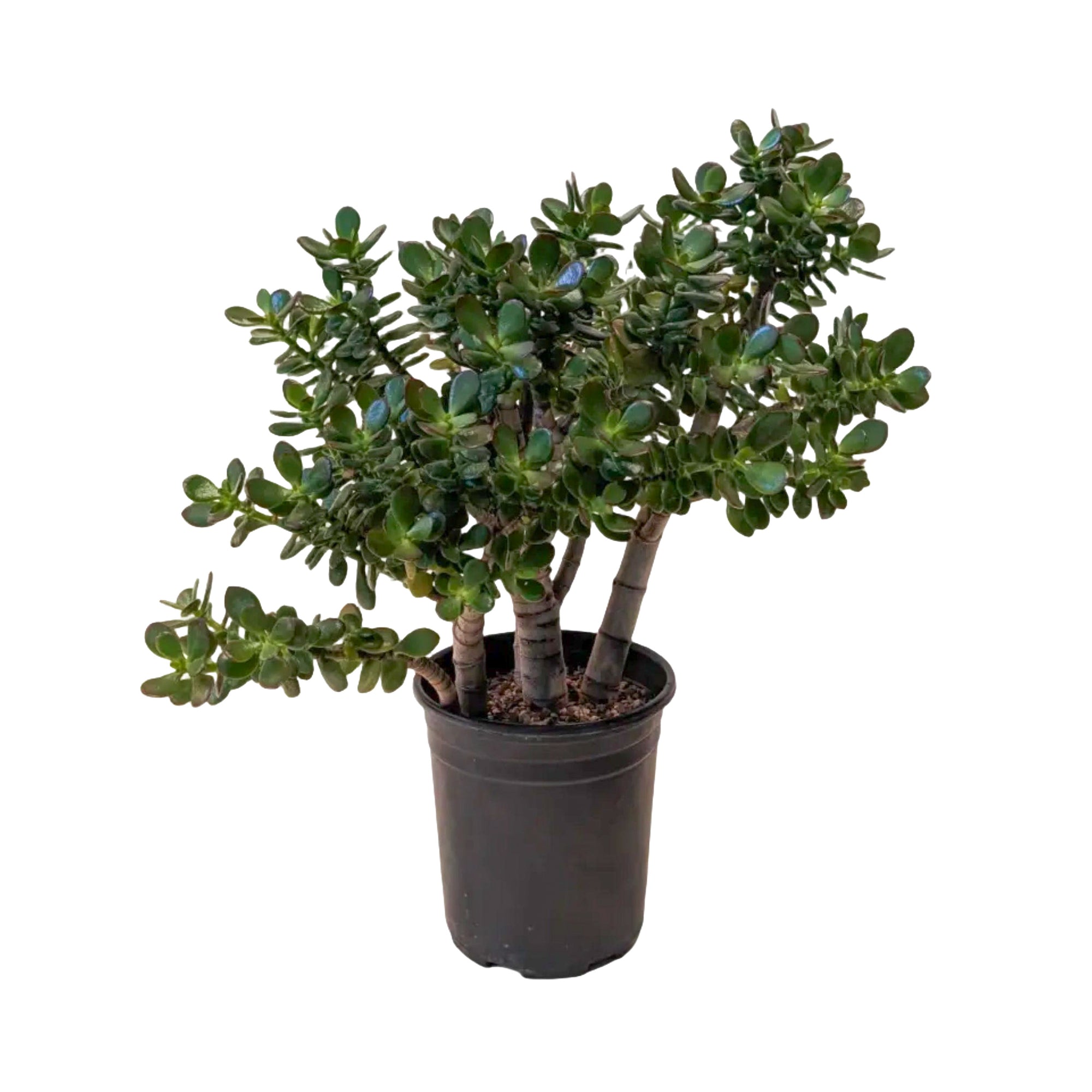 Crassula ovata 'Minima'