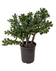 Crassula ovata 'Minima'