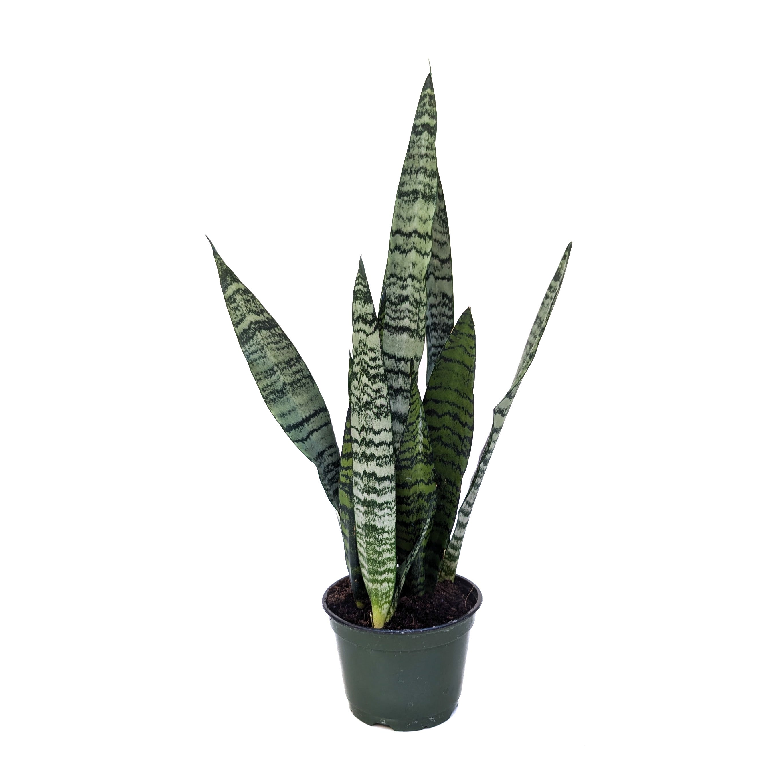 Sansevieria zeylanica - Thumbnail 3