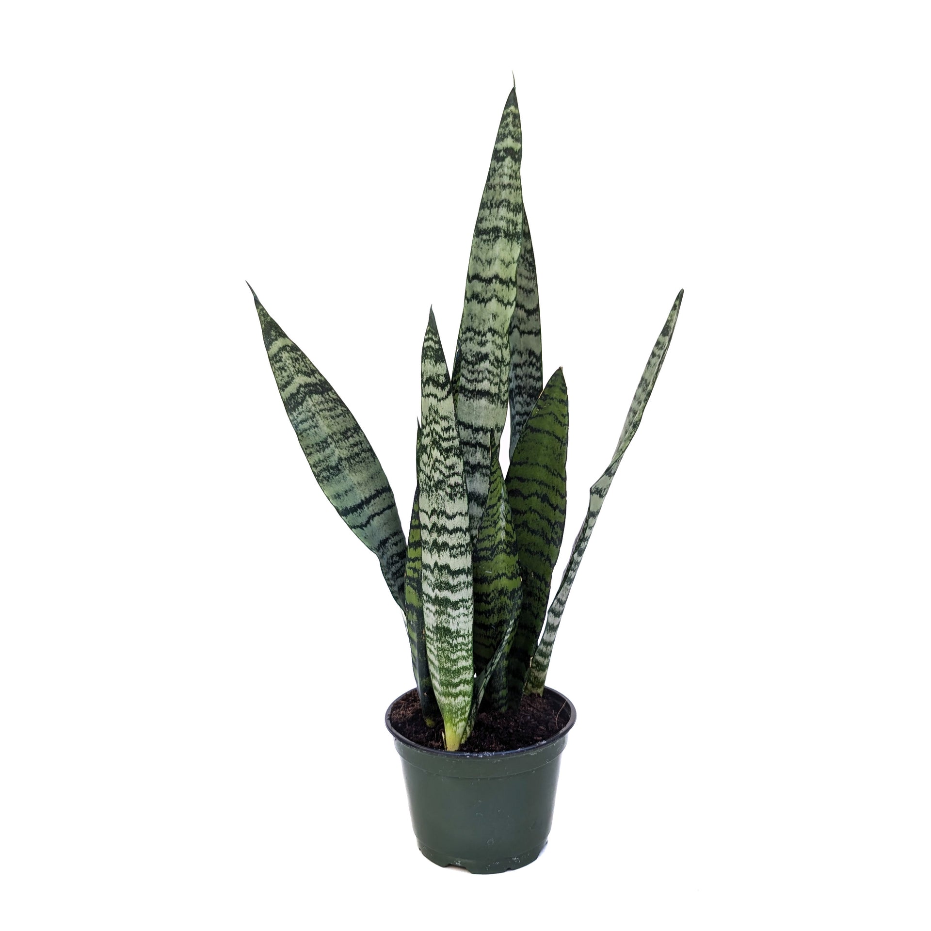 sansevieria semillas Sansevieria zeylanica – Diameter Plants