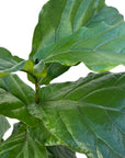 Ficus lyrata (Fiddle Leaf Fig)