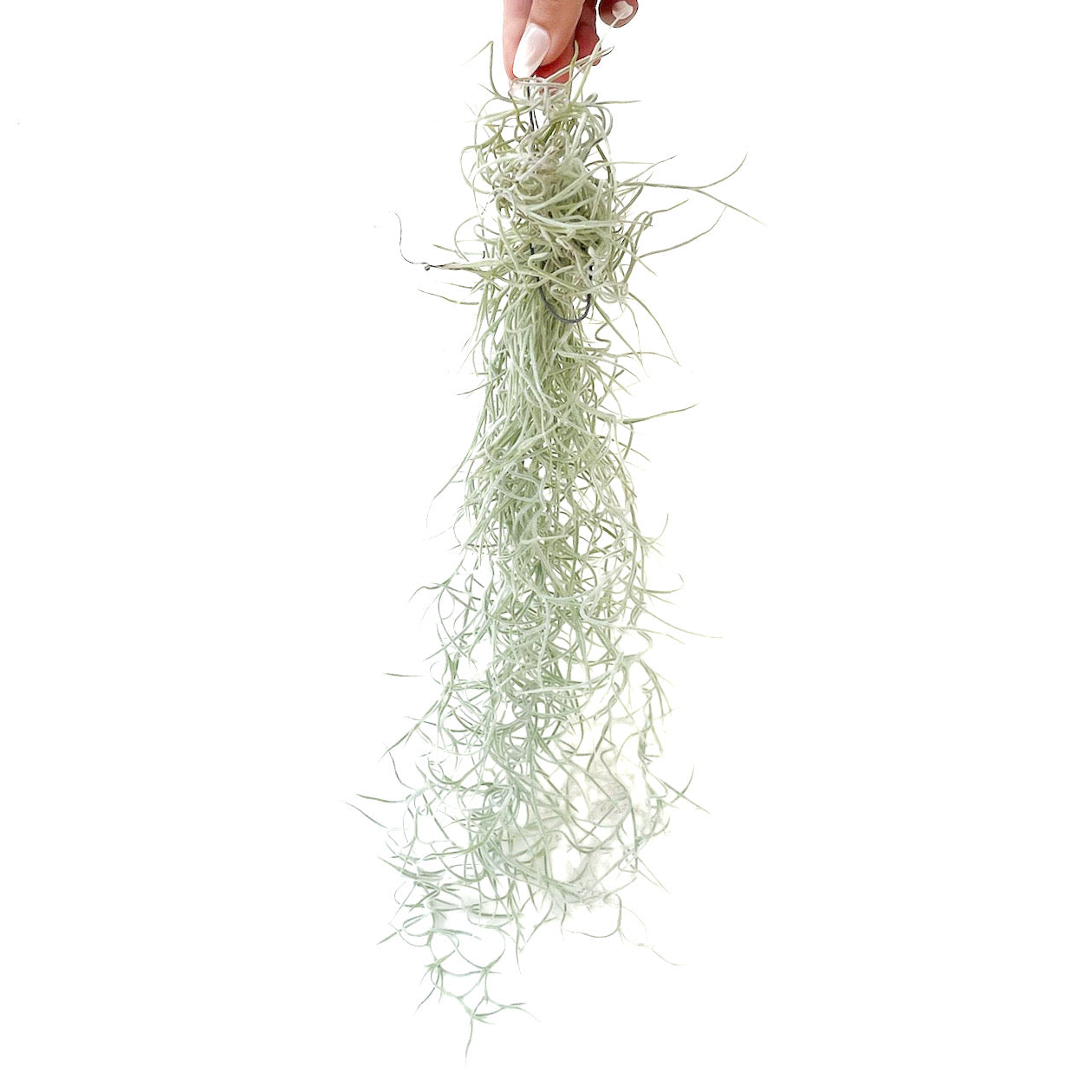 Tillandsia usneoides (Spanish Moss) - Thumbnail 2