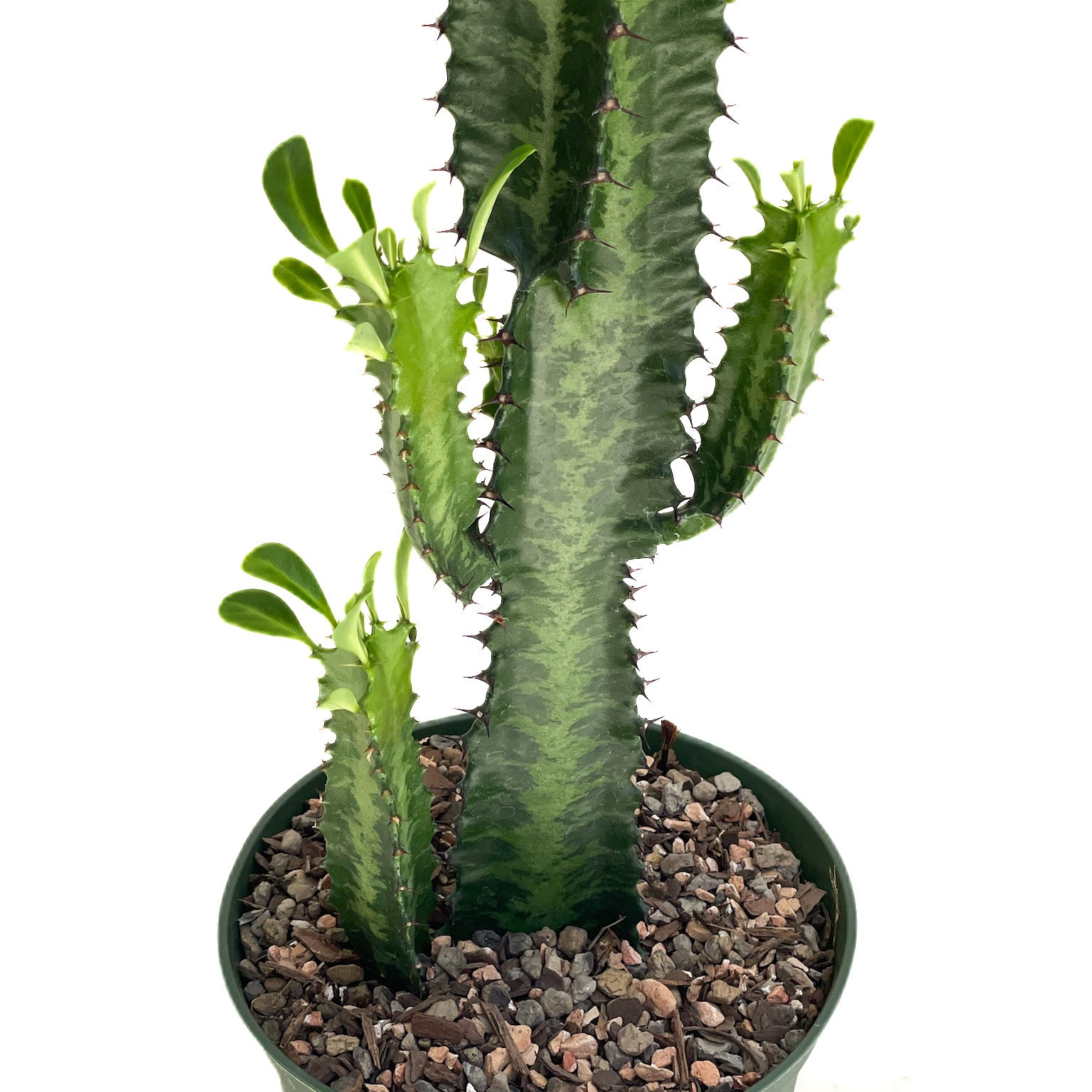 Euphorbia trigona (African Milk Tree) - Thumbnail 2
