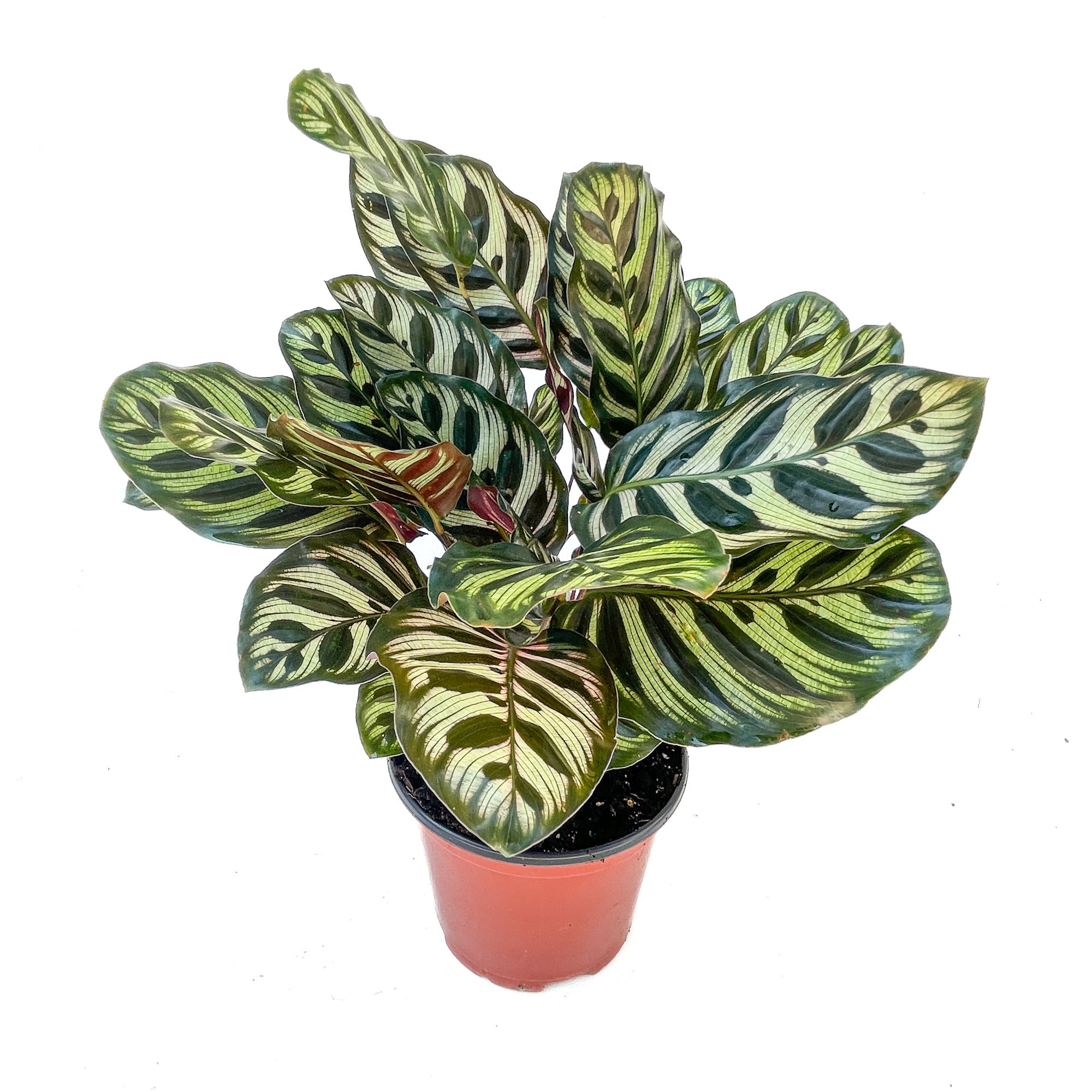 Goeppertia makoyana (Peacock Plant) - Thumbnail 2