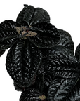 Pilea spruceana 'Chocolate'