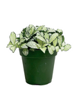 Fittonia albivenis 'White Anne'