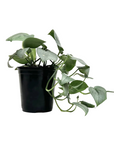 Scindapsus pictus 'Platinum Java'