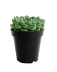 Echeveria 'Lime N' Chile'