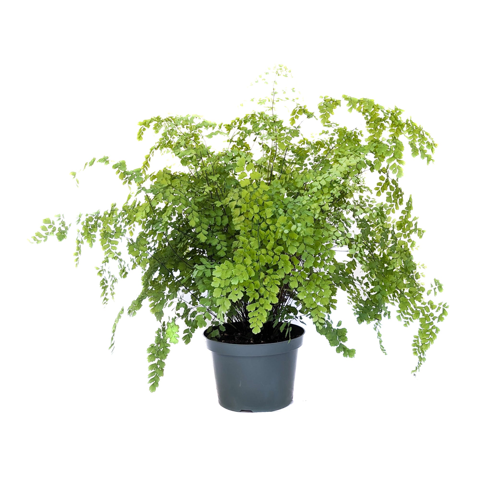 maidenhair indoor plant Adiantum raddianum (Maidenhair Fern) 8"