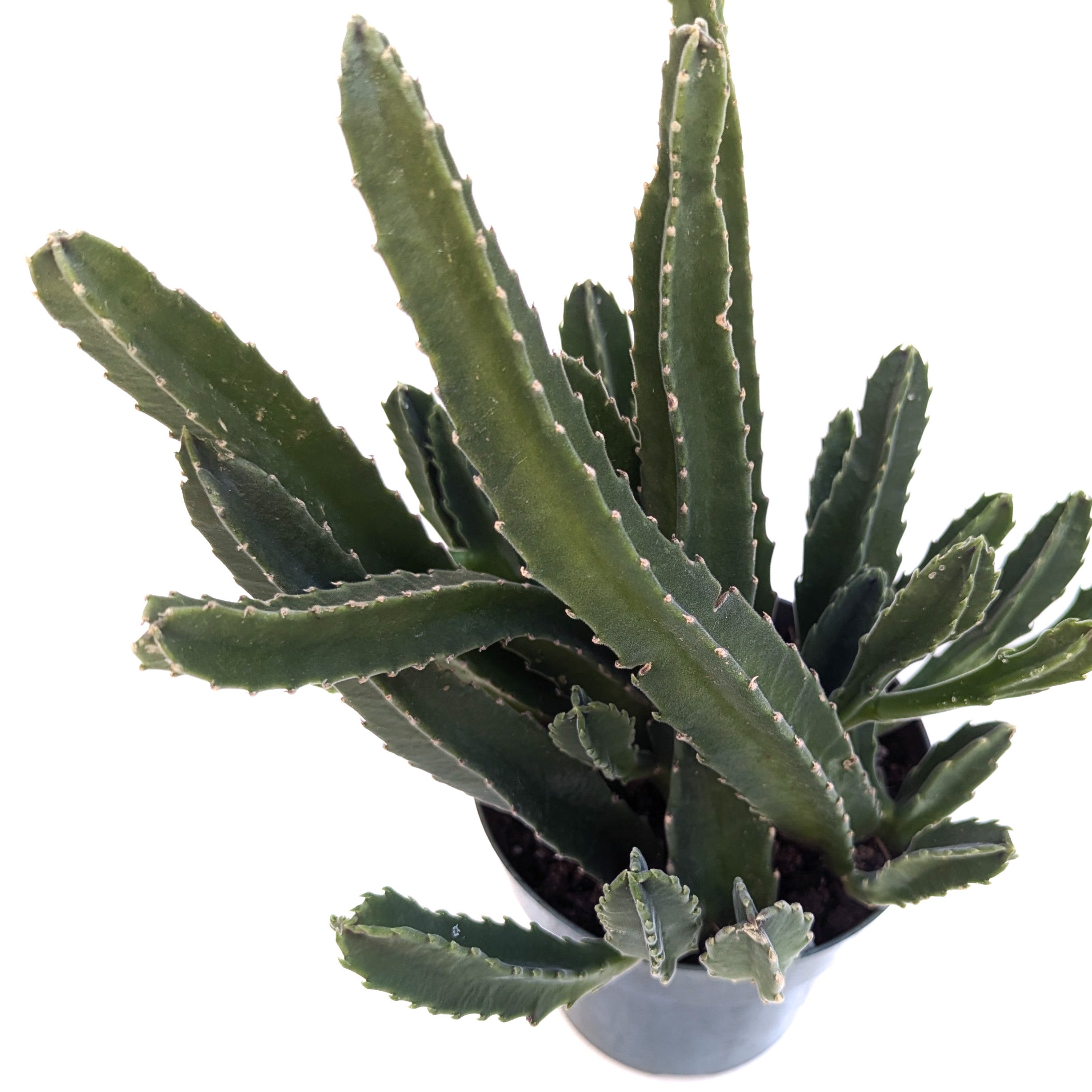 Stapelia gigantea - Thumbnail 2