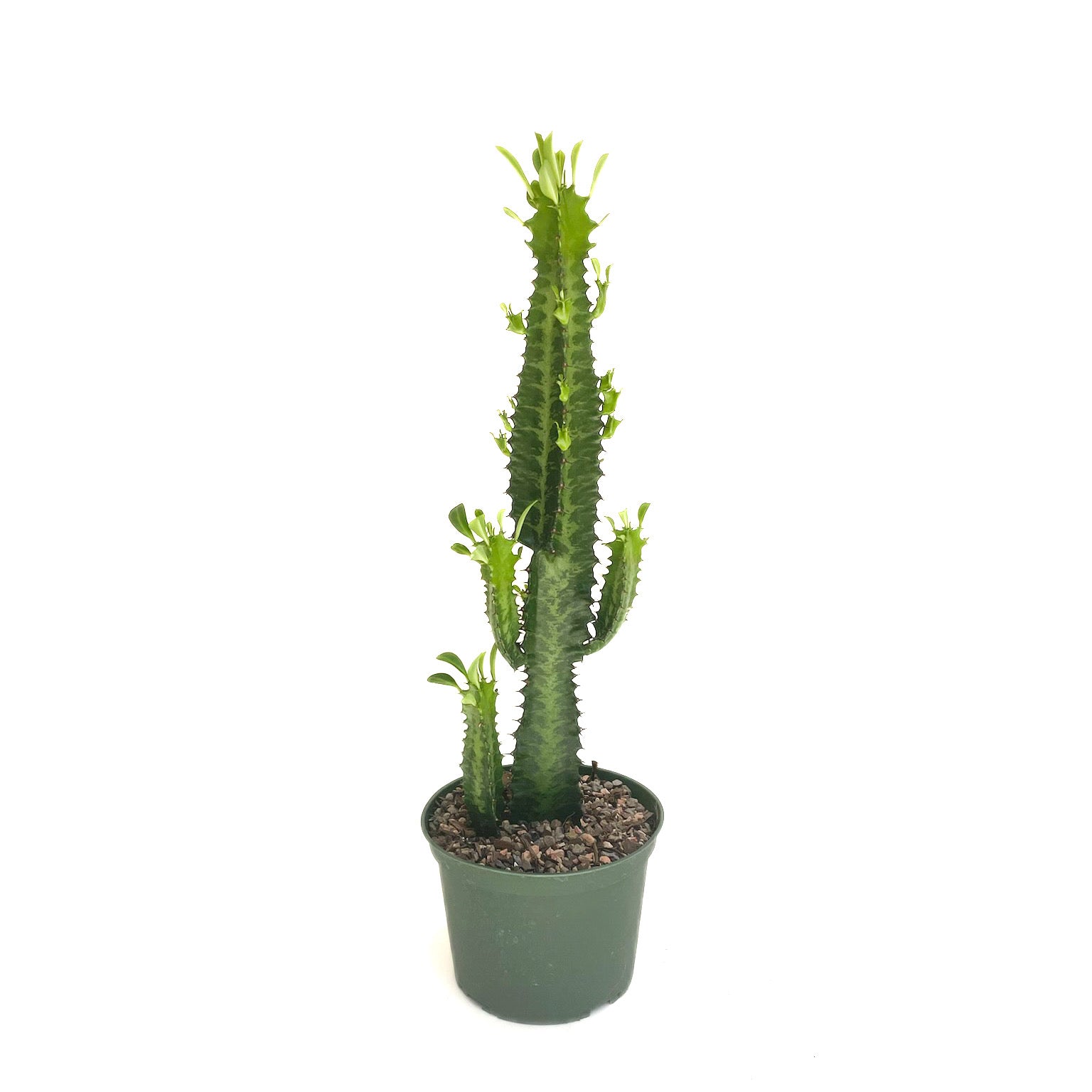 Euphorbia trigona (African Milk Tree) - Thumbnail 3