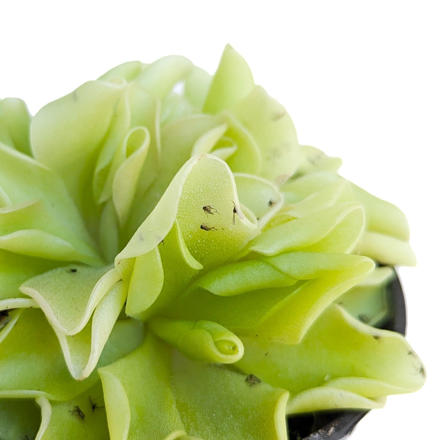 Pinguicula 'Pirouette' - Thumbnail 2