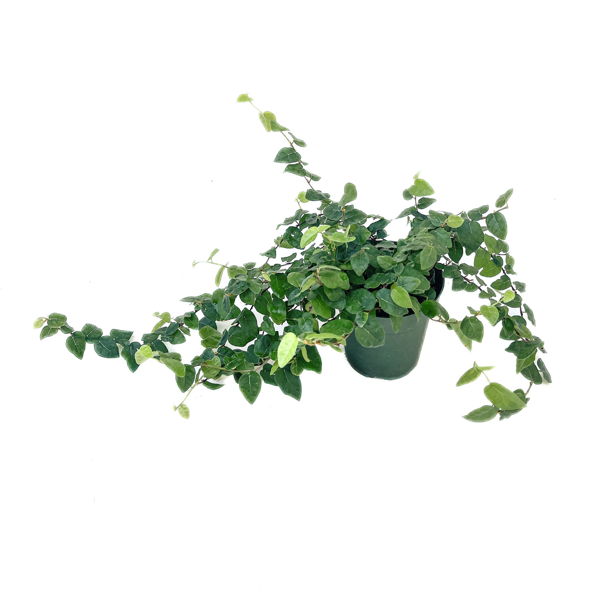 Ficus pumila (Creeping Fig)