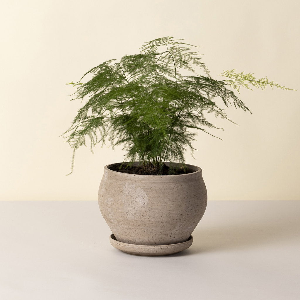 Delphi Pot