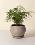 Delphi Pot