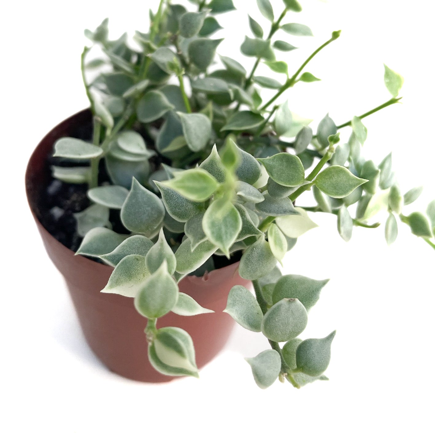 Dischidia ruscifolia 'Variegata' - Thumbnail 2