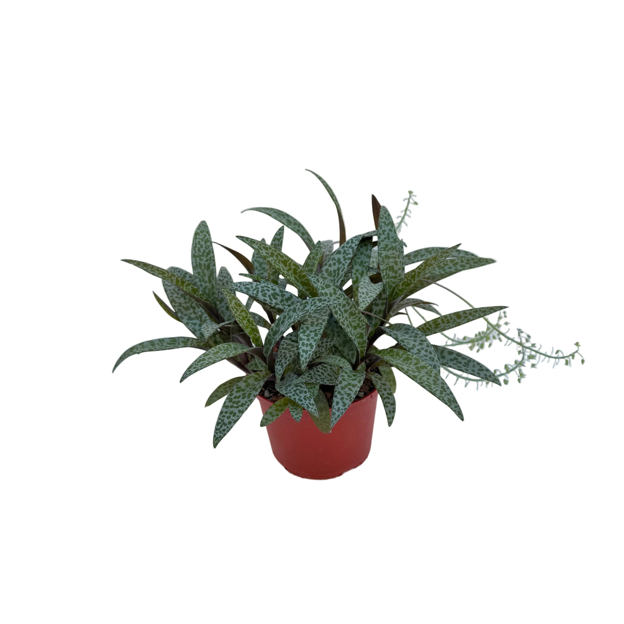 Ledebouria socialis (Silver Squill)