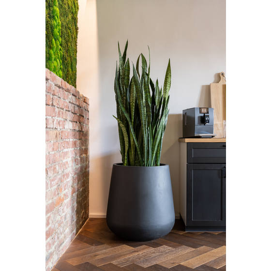 Pax Pot - Thumbnail 4