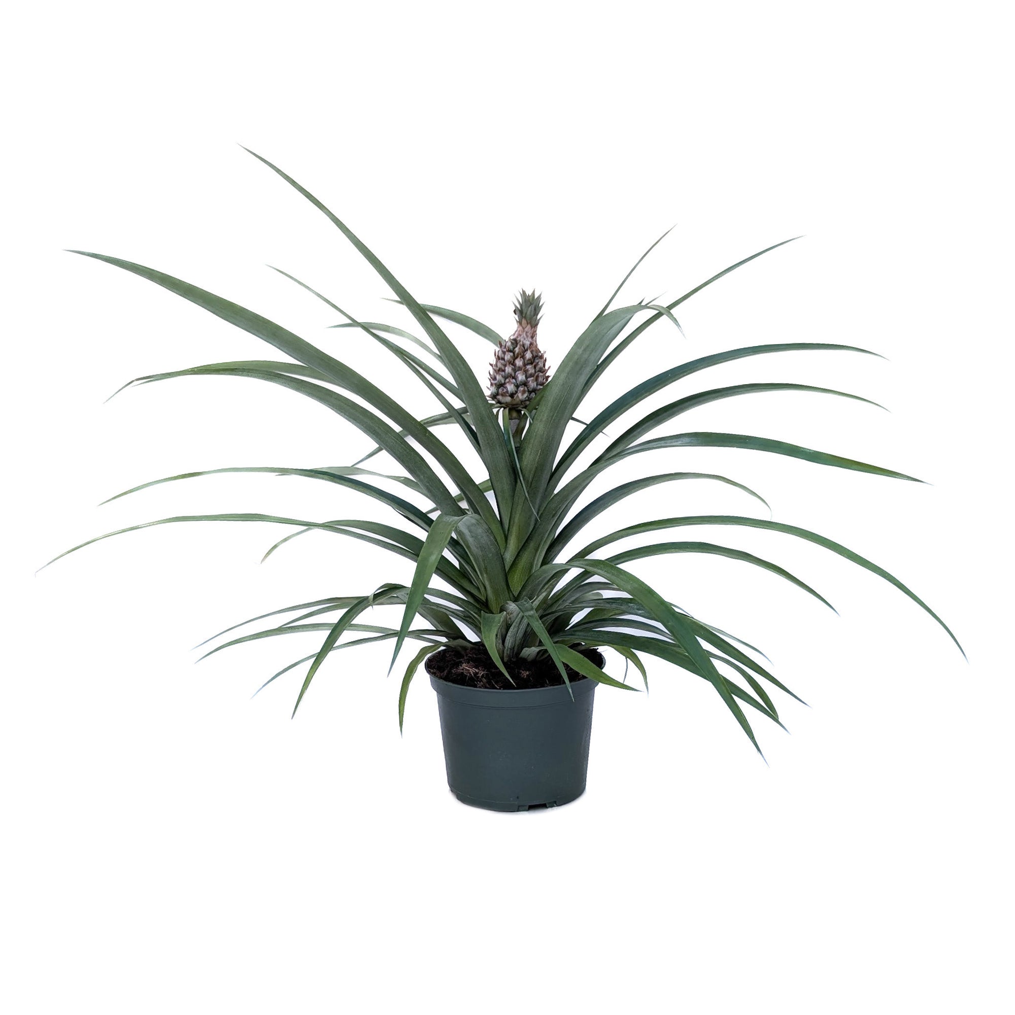 pineapple plant corona Ananas comosus (Pineapple) – Diameter Plants