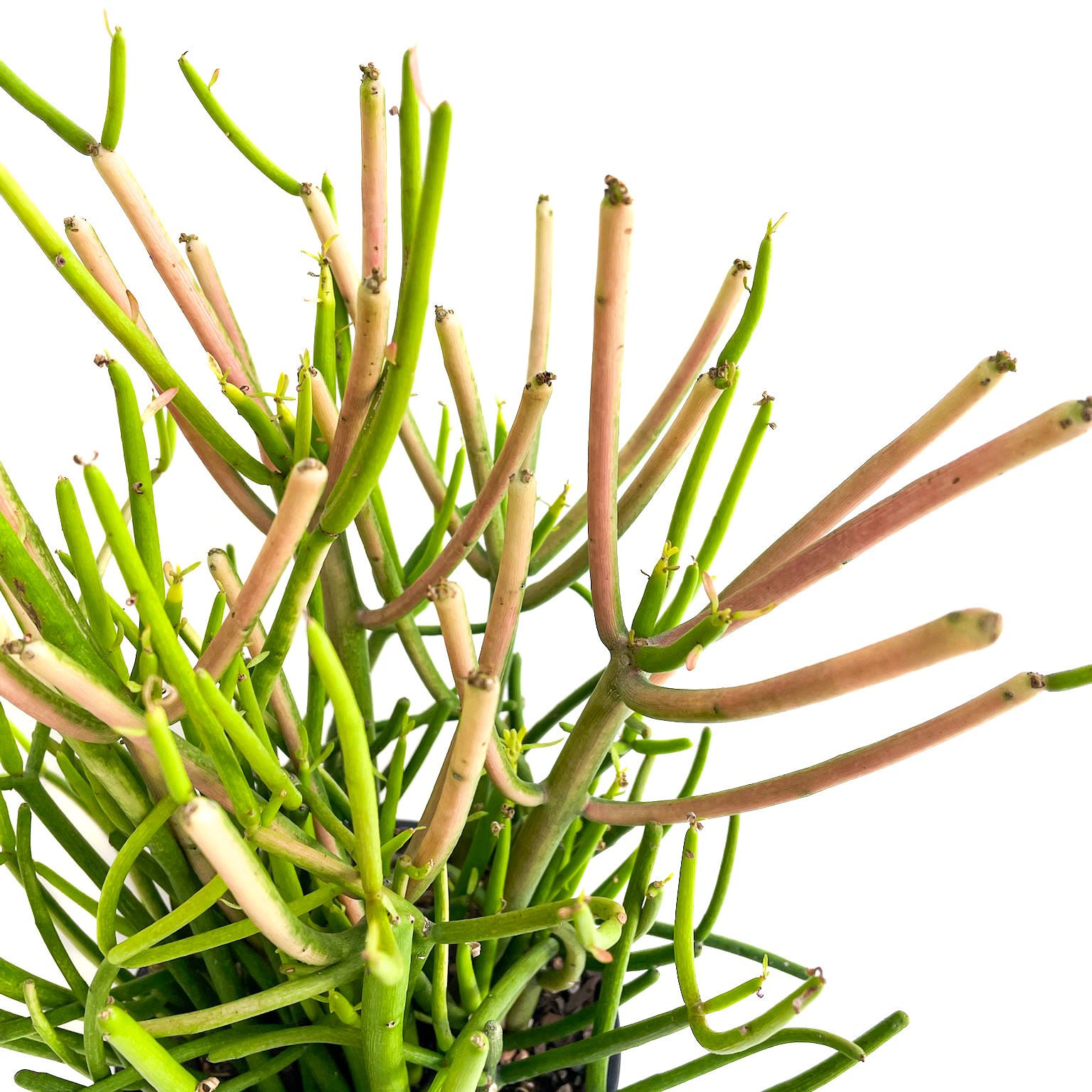 Diameter Plants Euphorbia tirucalli
