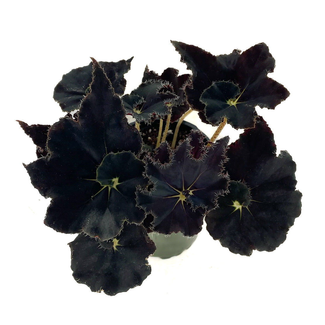 Begonia &#39;Black Mamba&#39;