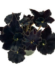 Begonia 'Black Mamba'