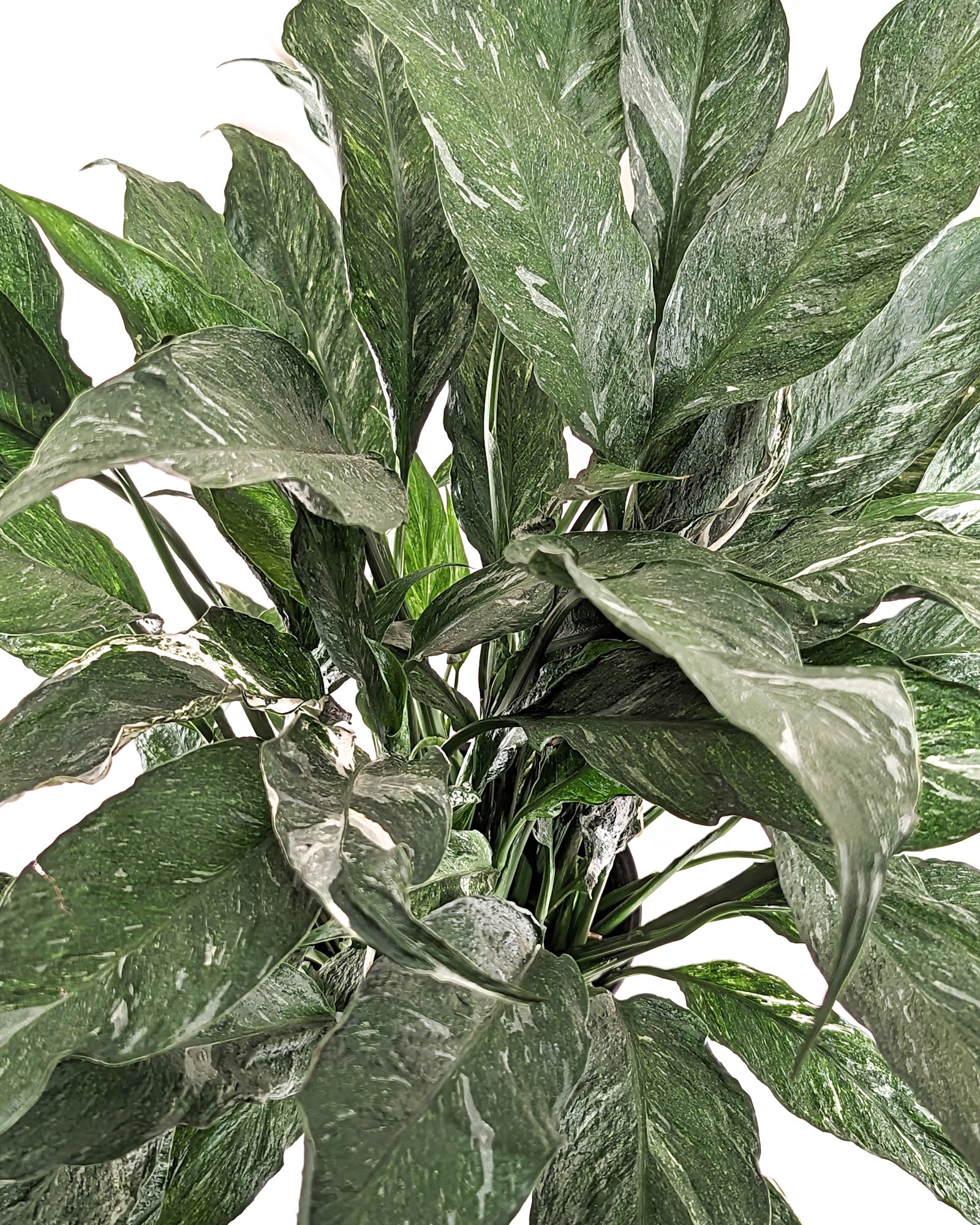 Spathiphyllum wallisii &#39;Domino&#39;