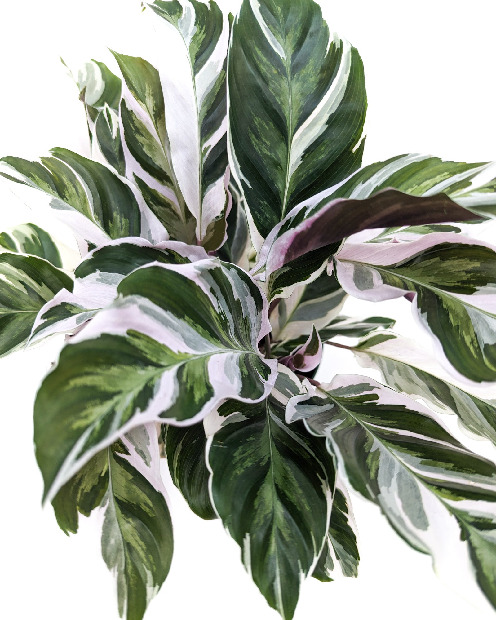 Goeppertia 'White Fusion' - Thumbnail 2