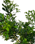 Aglaia odorata (Chinese Perfume Plant)