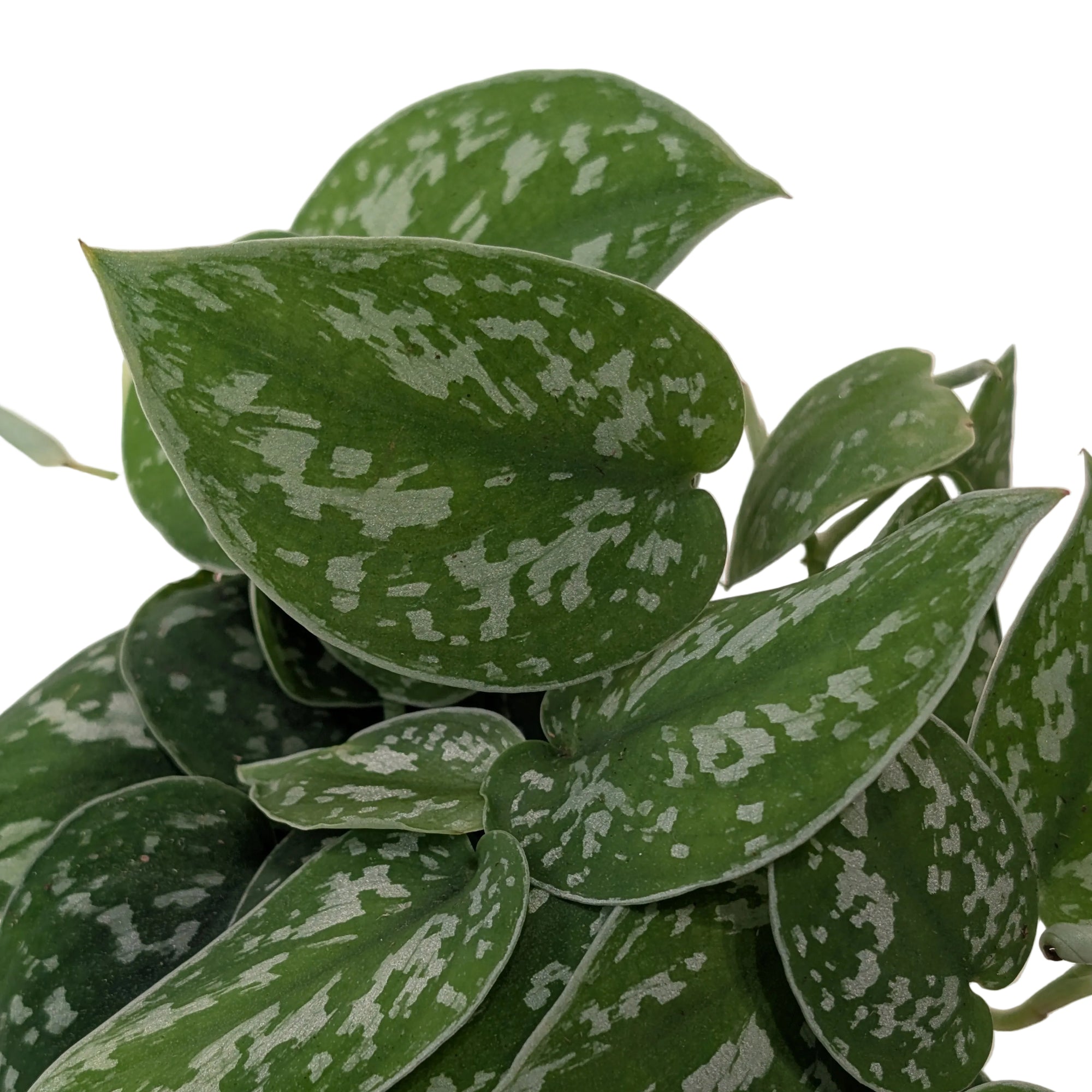 Scindapsus pictus 'Argyraeus'
