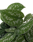 Scindapsus pictus 'Argyraeus'