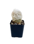 Cephalocereus senilis (Old Man Cactus)