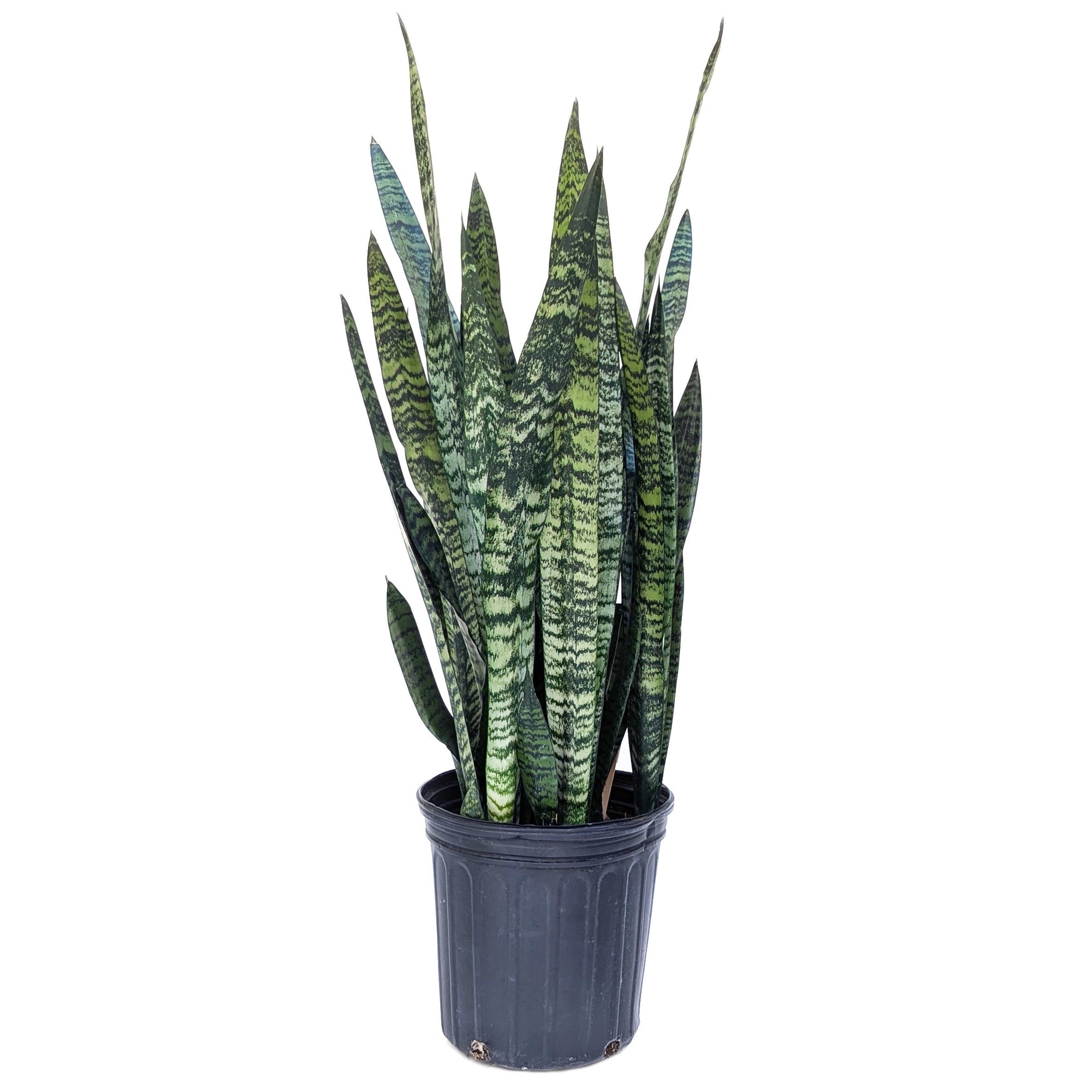 sansevieria zeylanica plant Sansevieria zeylanica – Diameter Plants