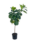Ficus lyrata (Fiddle Leaf Fig)