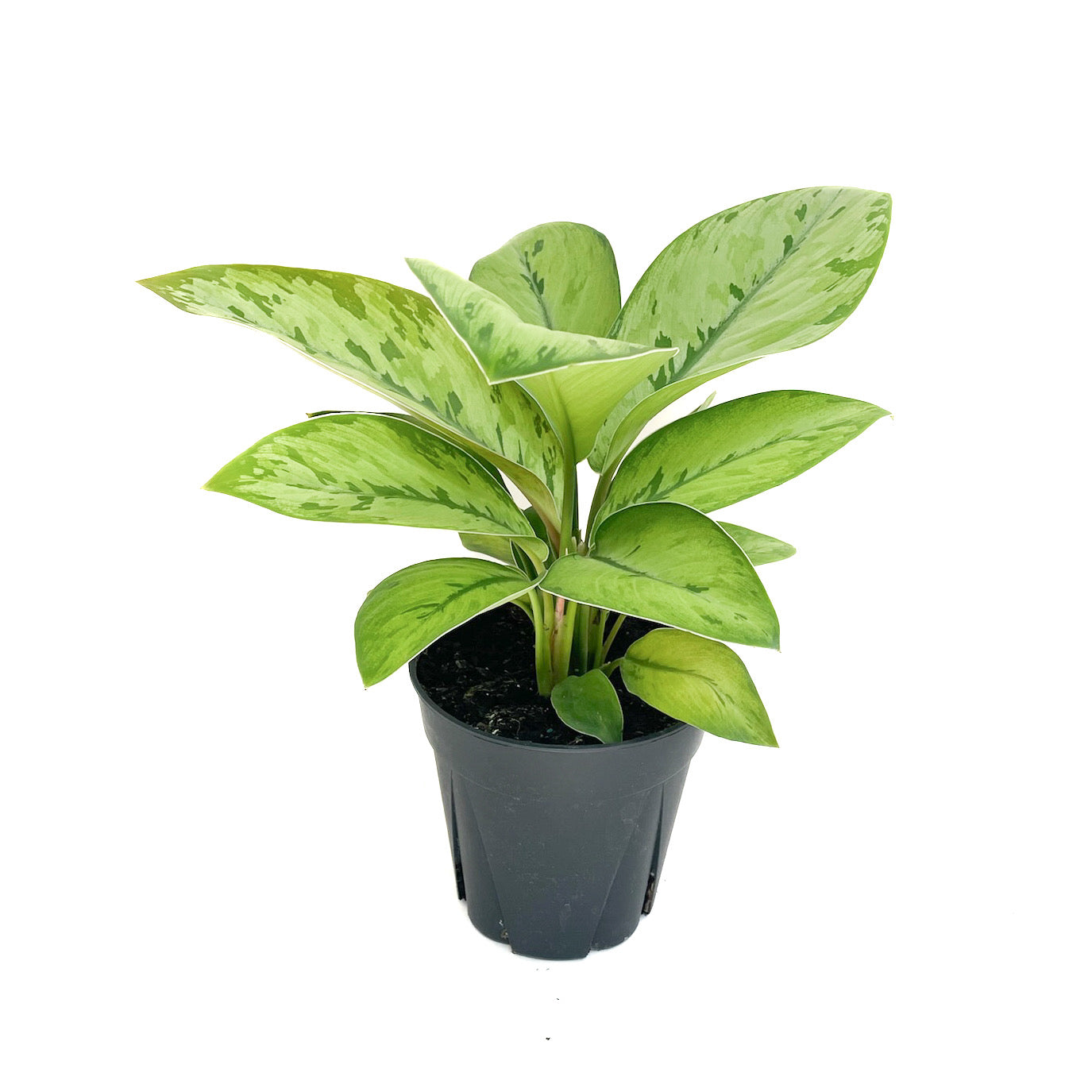 Homalomena 'Selby' - Thumbnail 2