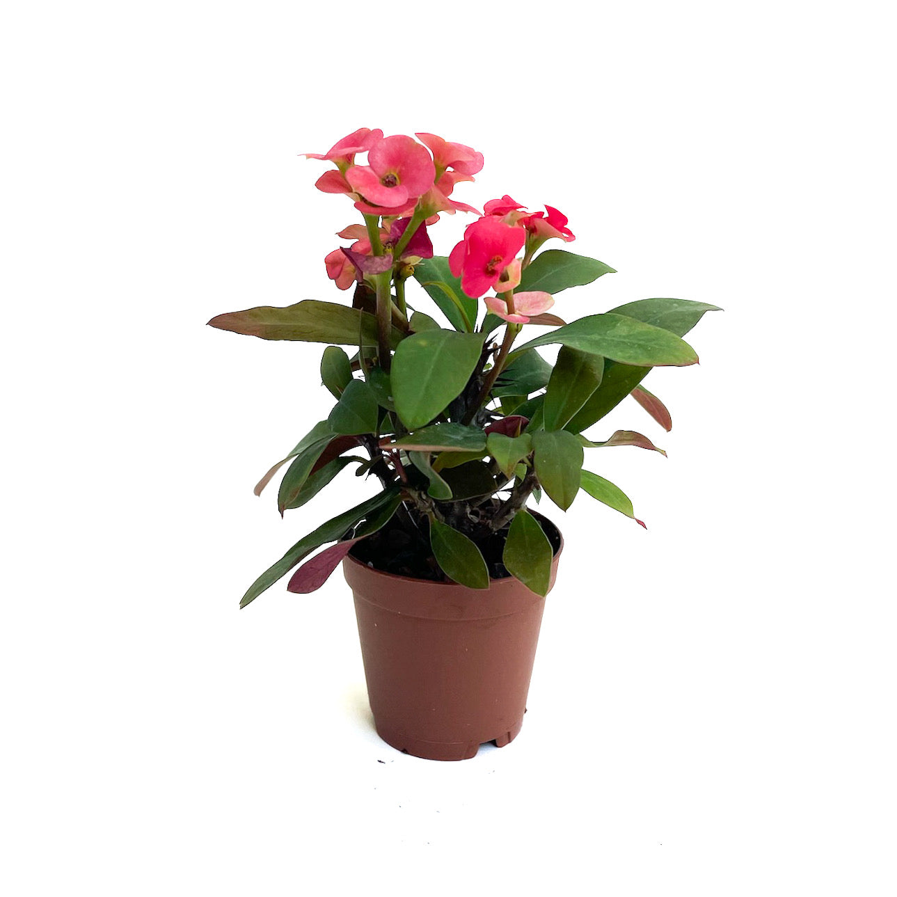 Euphorbia milii (Crown of Thorns)