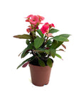 Euphorbia milii (Crown of Thorns)