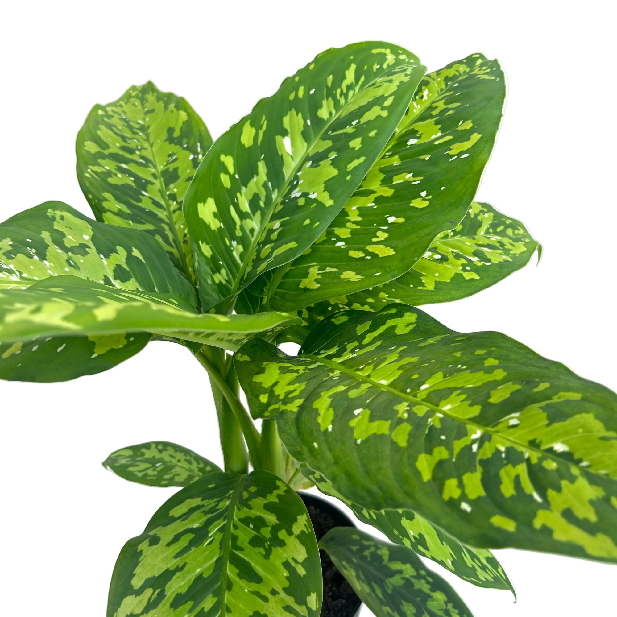 Dieffenbachia seguine 'Military'