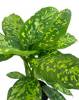 Dieffenbachia seguine 'Military'