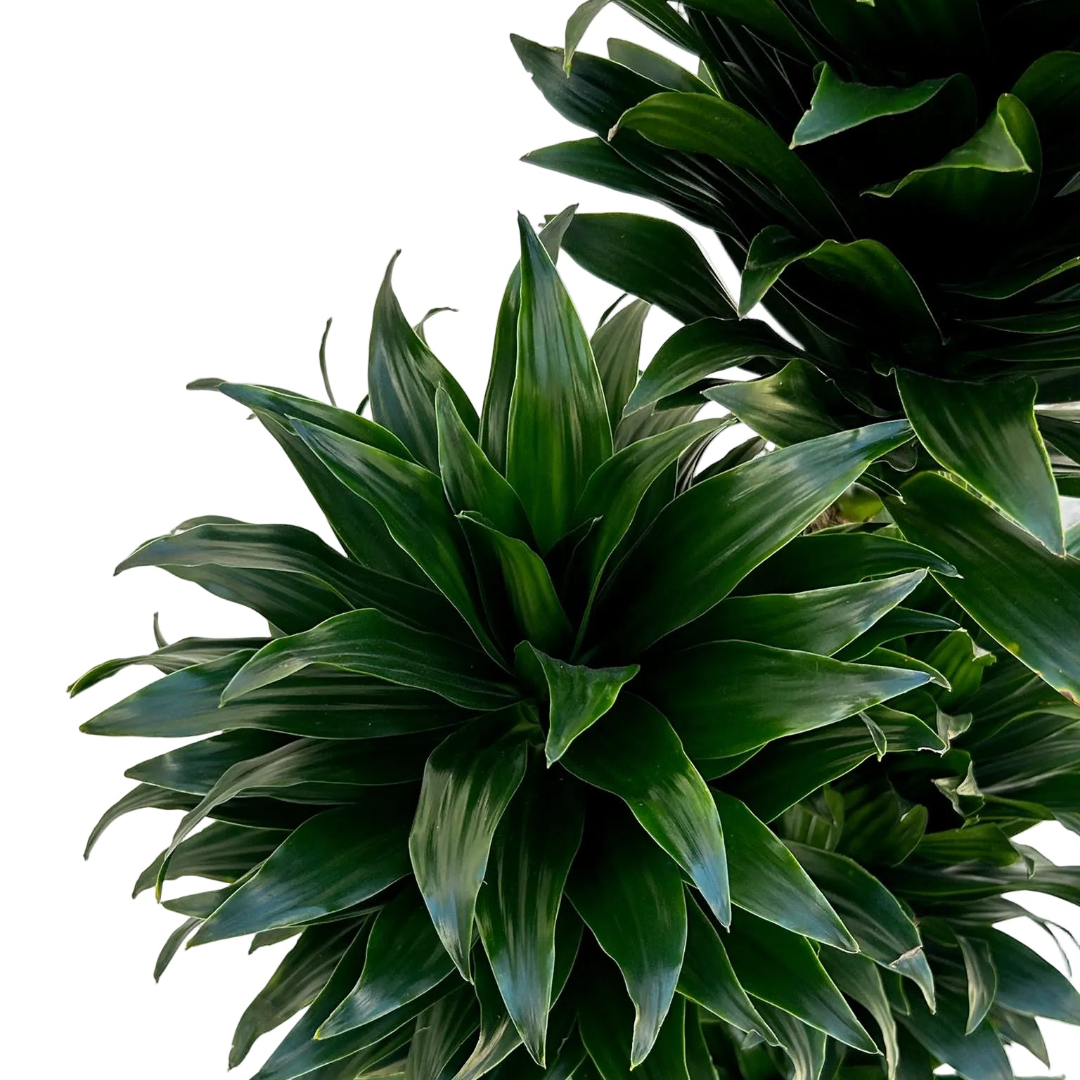 Dracaena fragrans 'Compacta'