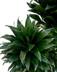 Dracaena fragrans 'Compacta'