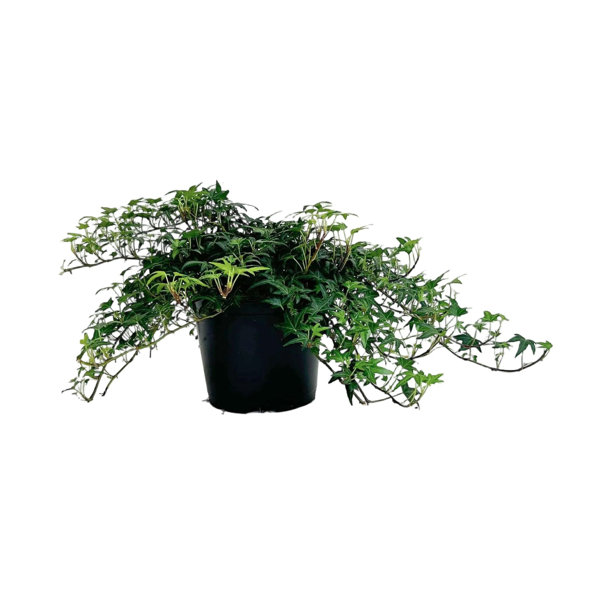 Hedera helix 'Needlepoint'