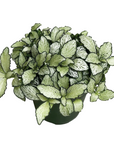 Fittonia albivenis 'White Anne'
