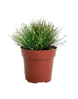 Isolepis cernua (Fiber Optic Grass)