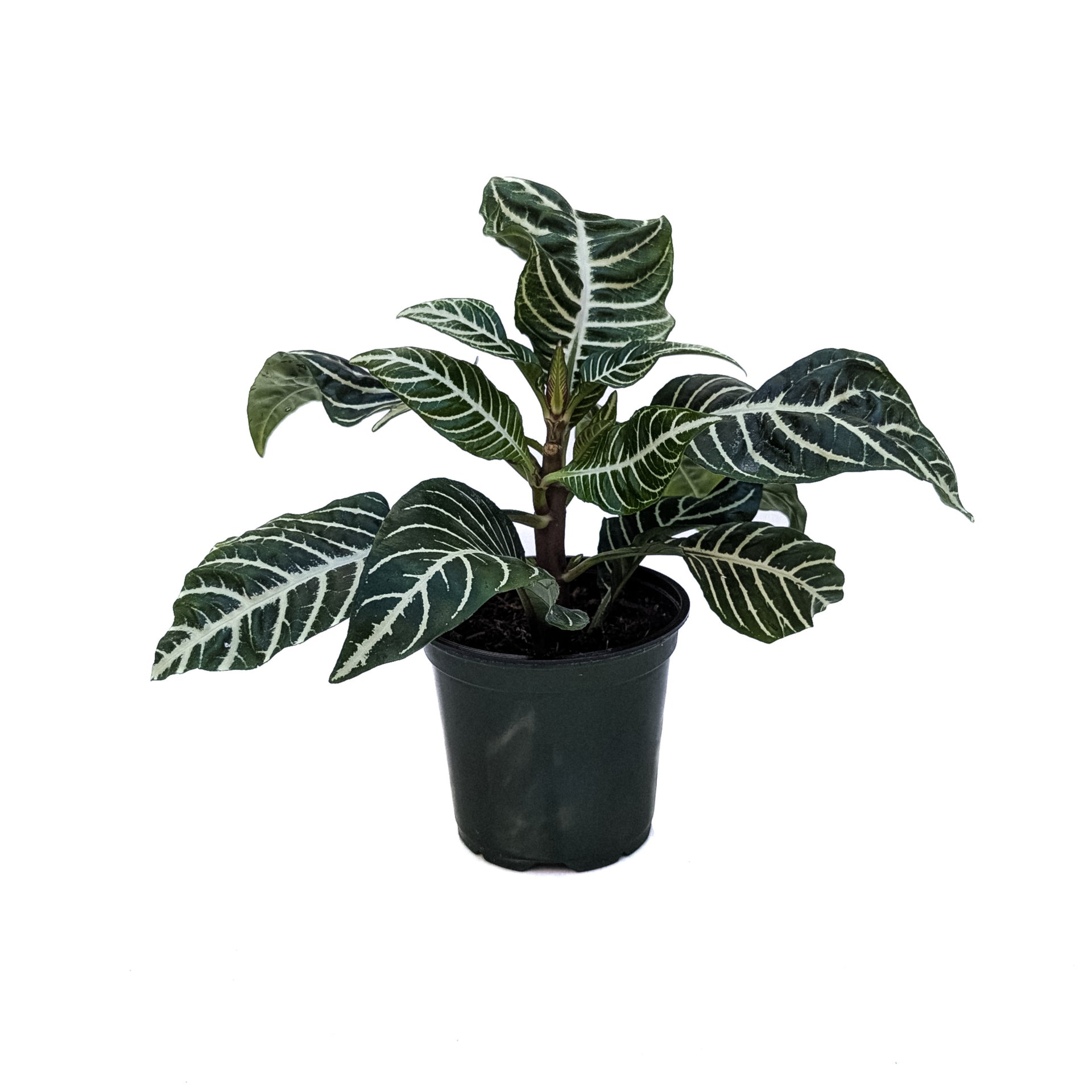 Aphelandra squarrosa (Zebra Plant)