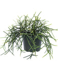 Rhipsalis baccifera