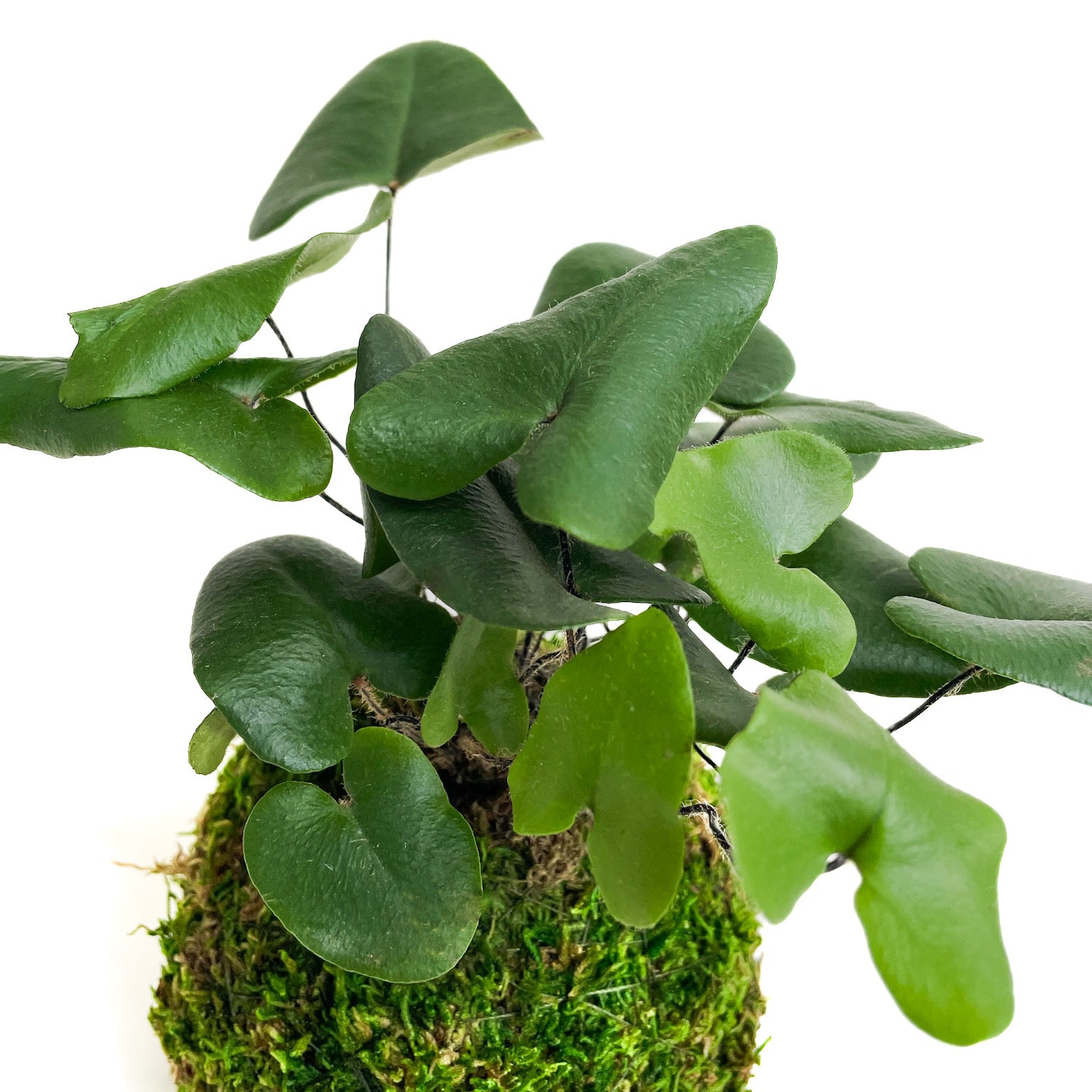 Diameter Plants Hemionitis arifolia Heart Fern