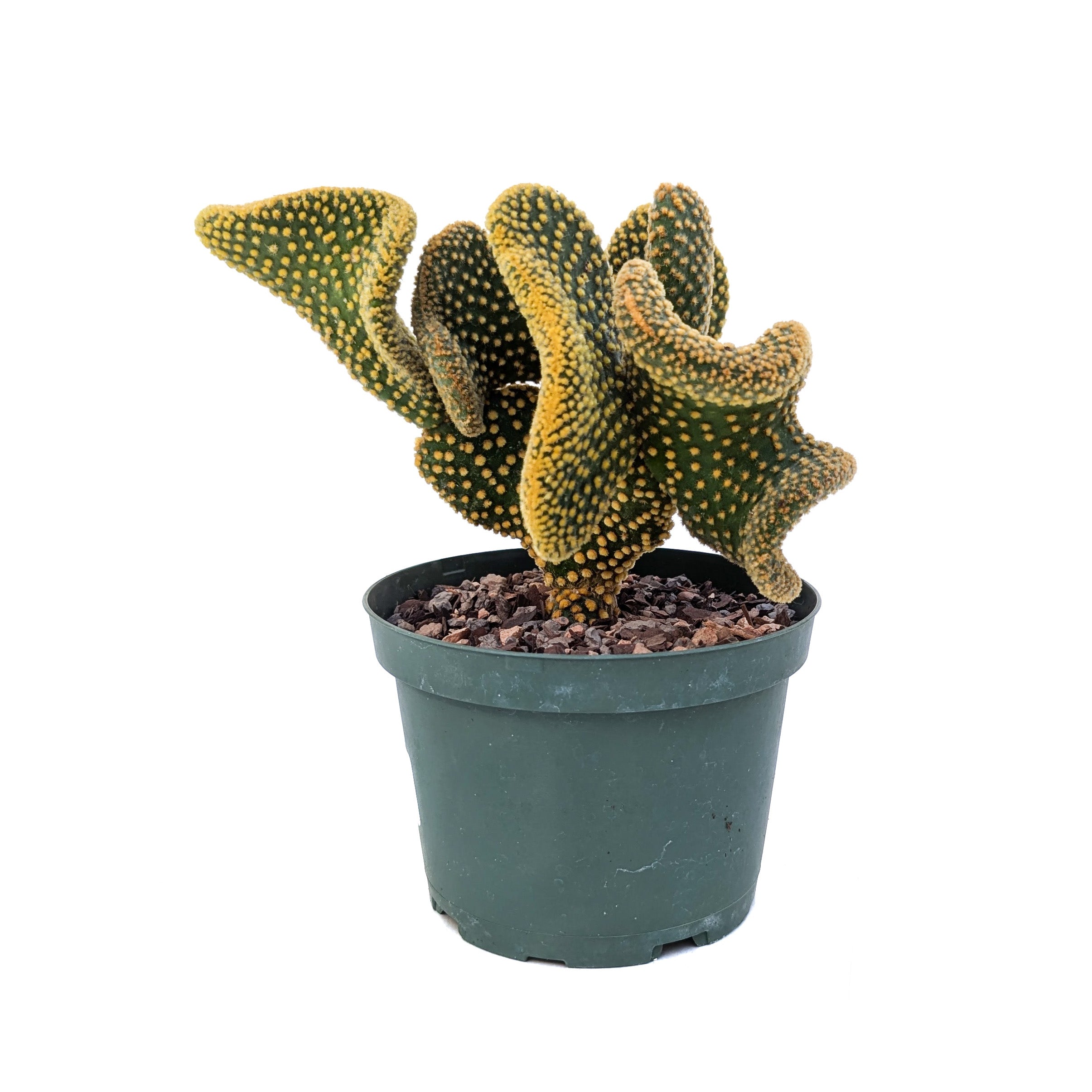 Opuntia microdasys 'Monstrose' (Golden Swirl) – Diameter Plants