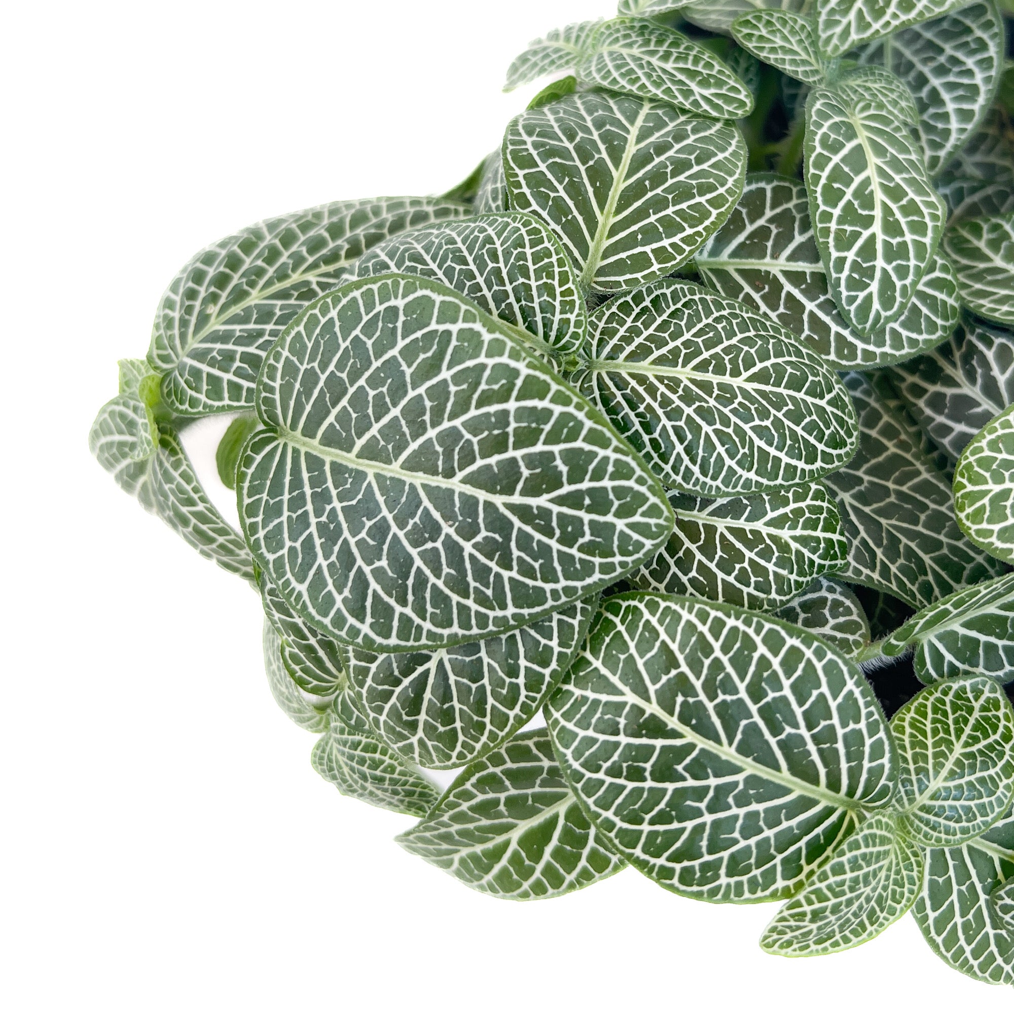 Fittonia albivenis (Nerve Plant) - Thumbnail 3