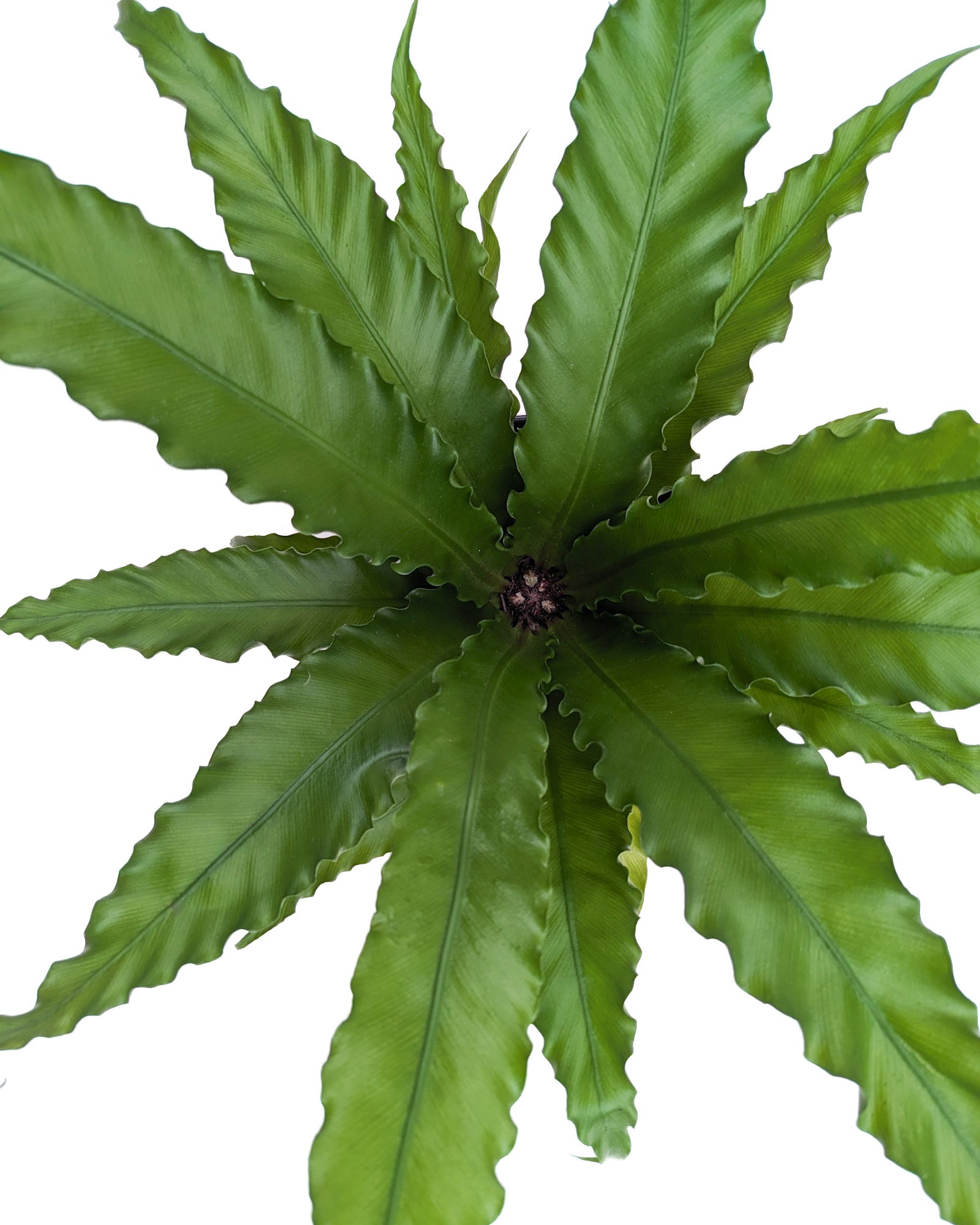 Asplenium nidus 'Victoria' - Thumbnail 2